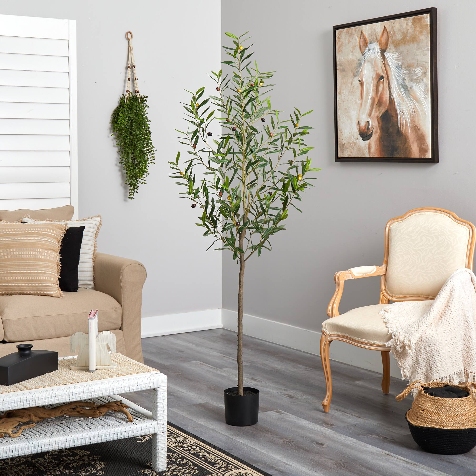 6ft. Potted Olive Tree
